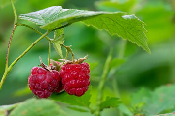 wild raspberries in the forest 