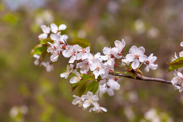 Close up of the spring white tree flowers