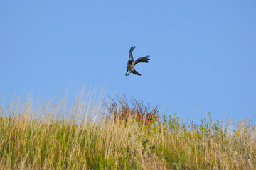 Flying Hooded crow