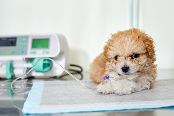 An illness maltipoo puppy lies on a table in a veterinary clinic with a catheter in its paw,...