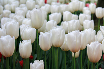 Beautiful white tulips in garden close up, floral spring background, flower bed landscape design