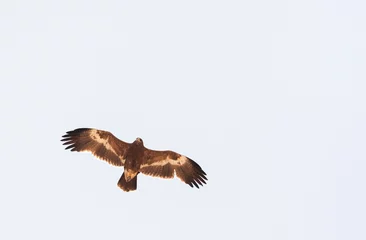 Fototapeten Steppearend, Steppe Eagle, Aquila nipalensis © Marc