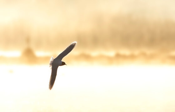 Little Gull,, Larus minutus. adult in flight with backlight.