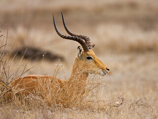 Impala, Aepyceros melampus