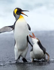 Foto auf Acrylglas Royal Penguin and King Penguin © Marc