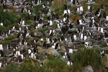 Fototapeta na wymiar Noordelijke Rotspinguïn, Northern Rockhopper Penguin, Eudyptes moseleyi
