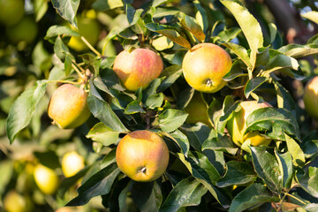 Manzanas en un manzano al atardecer