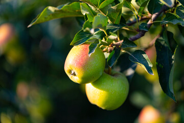 Manzanas en un manzano al atardecer