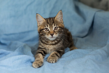 Fototapeta na wymiar Portrait, grey kitten, cute domestic pet, on blue background.