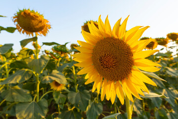 Fototapeta premium Girasol (Helianthus annuus) en un campo al atardecer