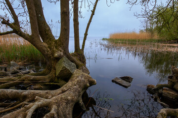 baum mit gro&szlig;em Stein im wasser