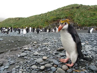 Foto auf Acrylglas Royal Penguin, Eudyptes schlegeli © Marc