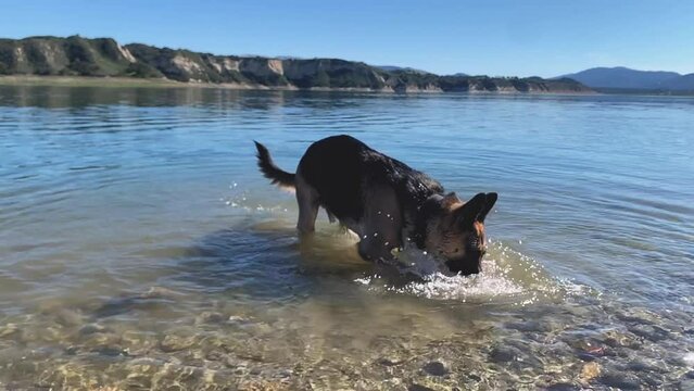 Smart German Shepherd dog picks up a small rock from the water, slow mo. Lake Cachuma, California