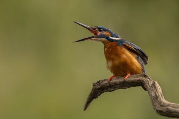 Male Common Kingfisher perched on a branch with his beak open and a green background.  