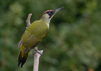 Green Woodpecker, Picus viridis, Groene Specht