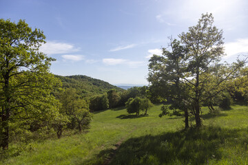 landscape with trees
