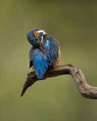 Male Common Kingfisher preening tail feathers perched on a branch with a green background.
