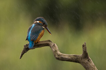 Female Common Kingfisher perched on a branch with rain streaks showing against a green background.  