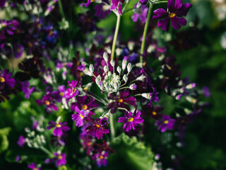 Fototapeta premium flowers in the garden