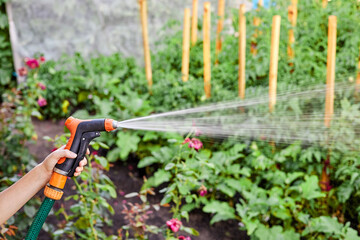 Girl watering a vegetable garden from a watering hose. Close-up, selective focus
