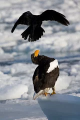 Fototapeten Stellers Sea-eagle, Haliaeetus pelagicus © Marc