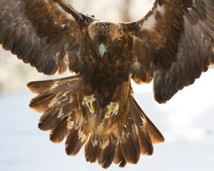 Foto auf Leinwand Steenarend, Golden Eagle, Aquila chrysaetos © Marc