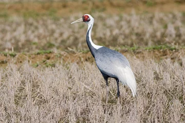 Foto op Aluminium White-naped Crane, Witnekkraanvogel, Grus vipio © Marc