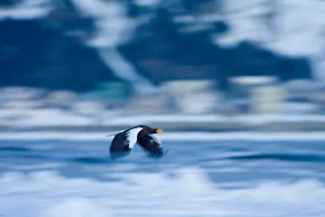 Fototapeten Steller Zeearend in de winter  Steller\'s Sea-eagle in winter © Marc