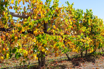 Fototapeta na wymiar Autumn in Victoria’s cool climate wine region - King Valley, Victoria, Australia