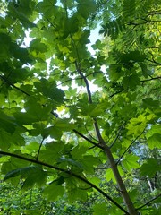 green leaves and sun