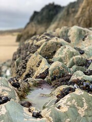 Rocks on the beach at low tide
