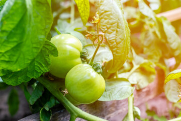 Green tomatoes on a bush in sunlight. The process of ripening tomatoes. Unripe tomatoes. - Powered by Adobe