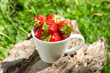Homegrown strawberries. Harvest strawberries on green grass.