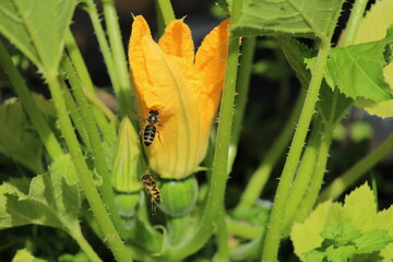 runde Zucchini mit Blüte und Bienen am Strauch