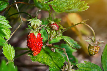 Growing garden strawberry plant with ripe red berry. Ripening red and green berries of garden strawberry, closeup. Green bush with berries of garden strawberry. Berry harvest, pick berries concept