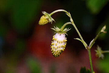 Growing garden strawberry plant with unripe berries. Ripening green berries of garden strawberry, macro. Green bush with unripe berries of garden strawberry.