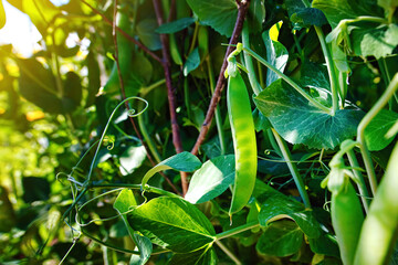 Pods of ripening green peas closeup. Green pea pods ripen on bush. Vegetable garden with growing green peas. Ripen green peas. Growing organic food.