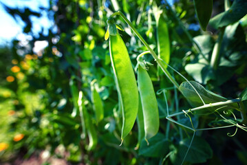 Green pea pods ripen on bush. Vegetable garden with growing green peas. Ripen green peas. Pods of ripening green peas close-up. . - obrazy, fototapety, plakaty