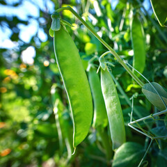 Green pea pods ripen on bush. Vegetable garden with growing green peas. Ripen green peas. Pods of ripening green peas close-up. .