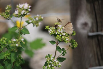 Schmetterling und Biene auf Kräuterblüten