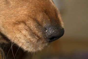 dog nose close up macro cocker spaniel