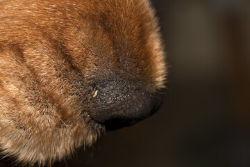 dog nose close up macro cocker spaniel