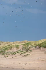 Fotobehang Zilvermeeuw, Herring Gull, Larus argentatus © Marc