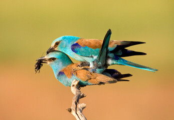 Scharrelaar, European Roller, Coracias garrulus