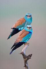 Scharrelaar, European Roller, Coracias garrulus