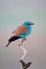 Scharrelaar, European Roller, Coracias garrulus