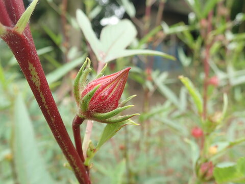 Rosella (Hibiscus sabdariffa) Stems and Leaves Roselle is an annual herb that can reach a height of 0.5-3 m. The stems are round, erect, woody and red. The flowers are mostly dried to be used as tea.