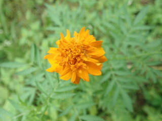 Closeup Marigold (tagetes arecta) flower. It is a herbaceous annual or perennial whose height ranges from 30–110 cm. The root is cylindrical, pivoting, with a fibrous and shallow branching system.