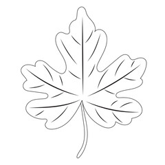Fototapeta premium tree leaf sketch on white background outline isolated, vector