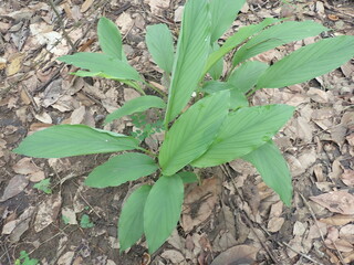 Turmeric-like plant, (Curcuma longa or Curcuma domestica) that grows in the forest.